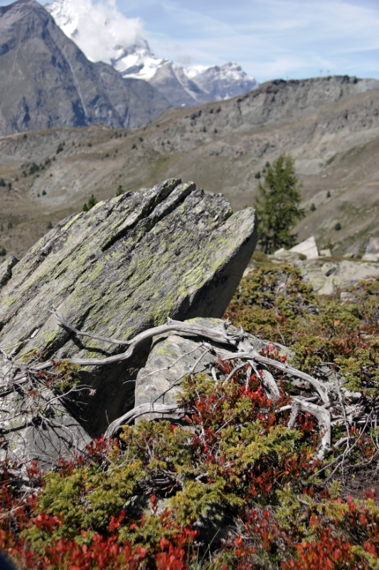Mountain plants, Zermatt Switzerland.jpg